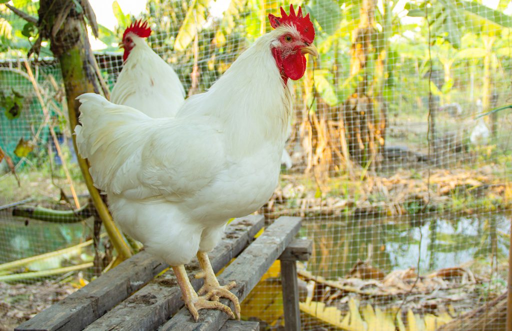 a rhode island white chicken