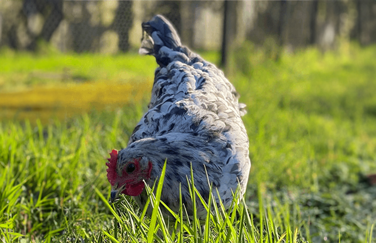 a silverudd bla chicken lays green eggs