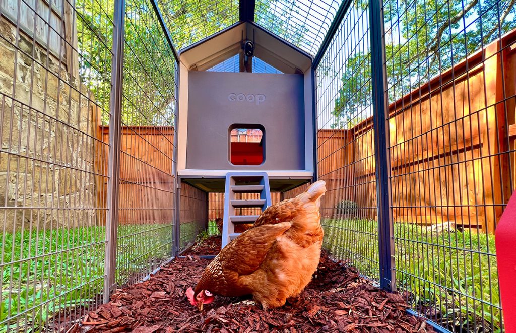 a smart coop plastic chicken coop