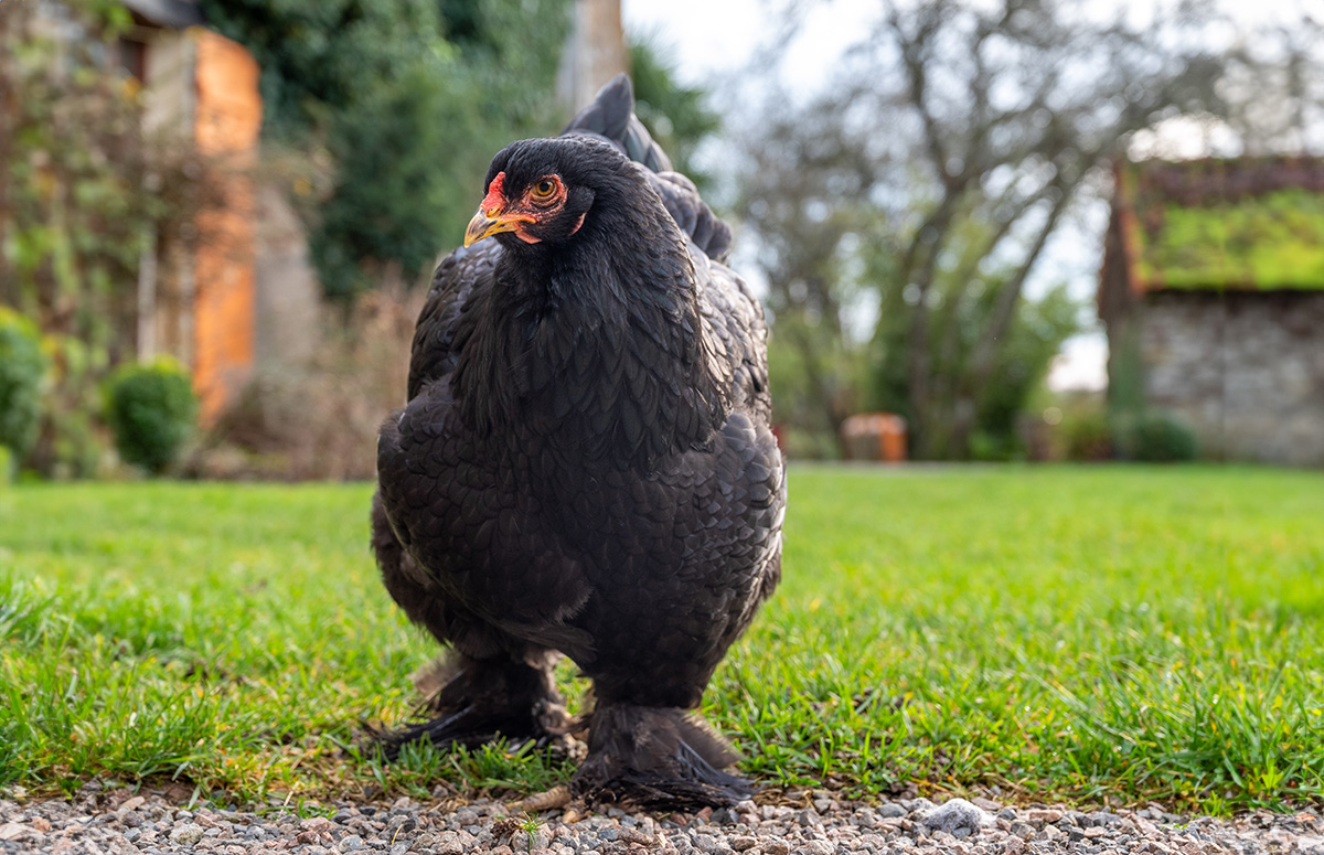 a brahma hen, a giant chicken breed