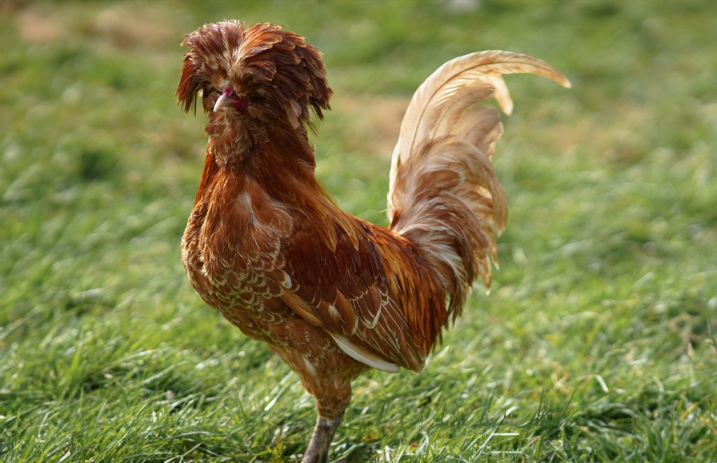 polish one of the top breeds chicken keepers regret