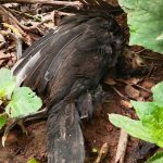 a chicken carcass killed by botulism