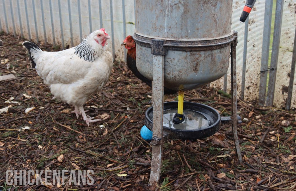 chickens drinking from dirty water