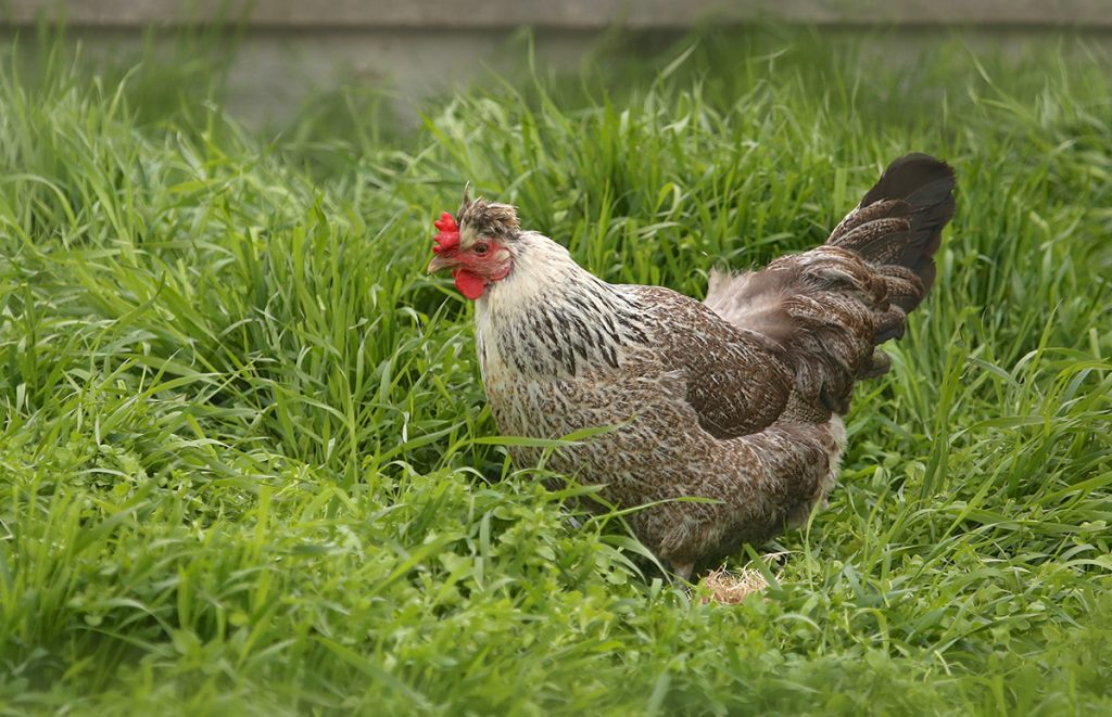 Cream legbar is one of the top breeds chicken keepers regret