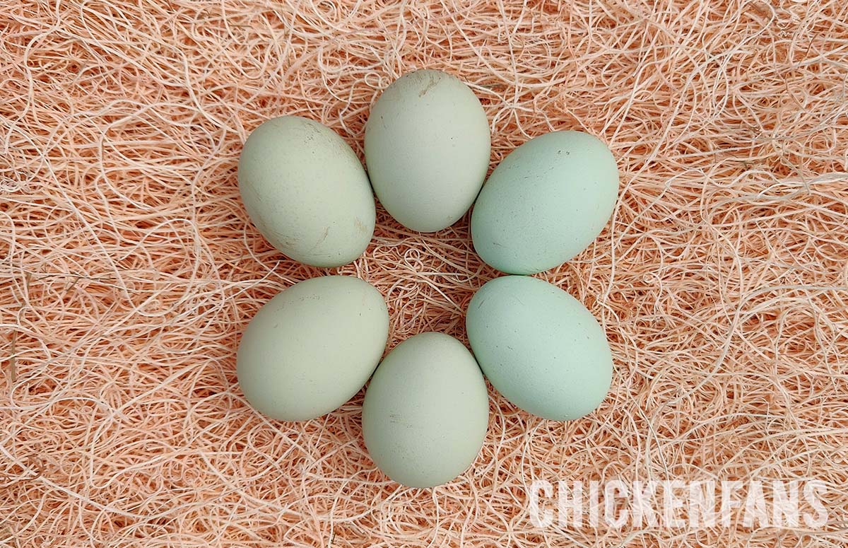 Cream Legbar Blue Colored Eggs