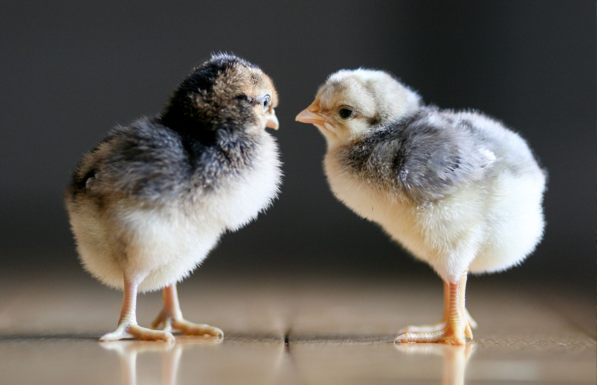 Cream Legbar Day Old Chicks