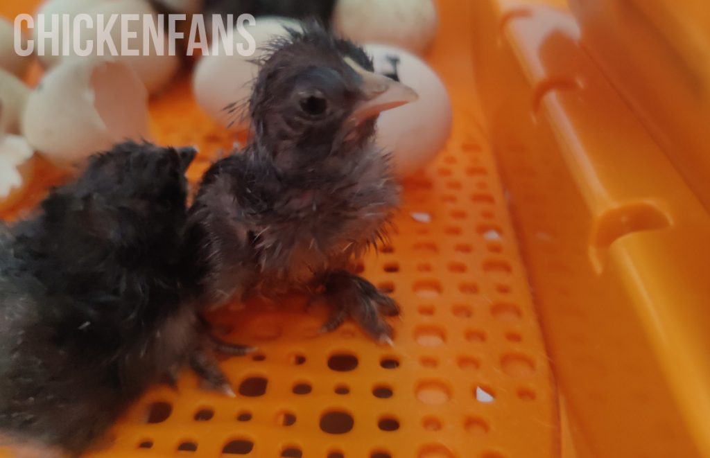 a chick inside the chickcozy incubator