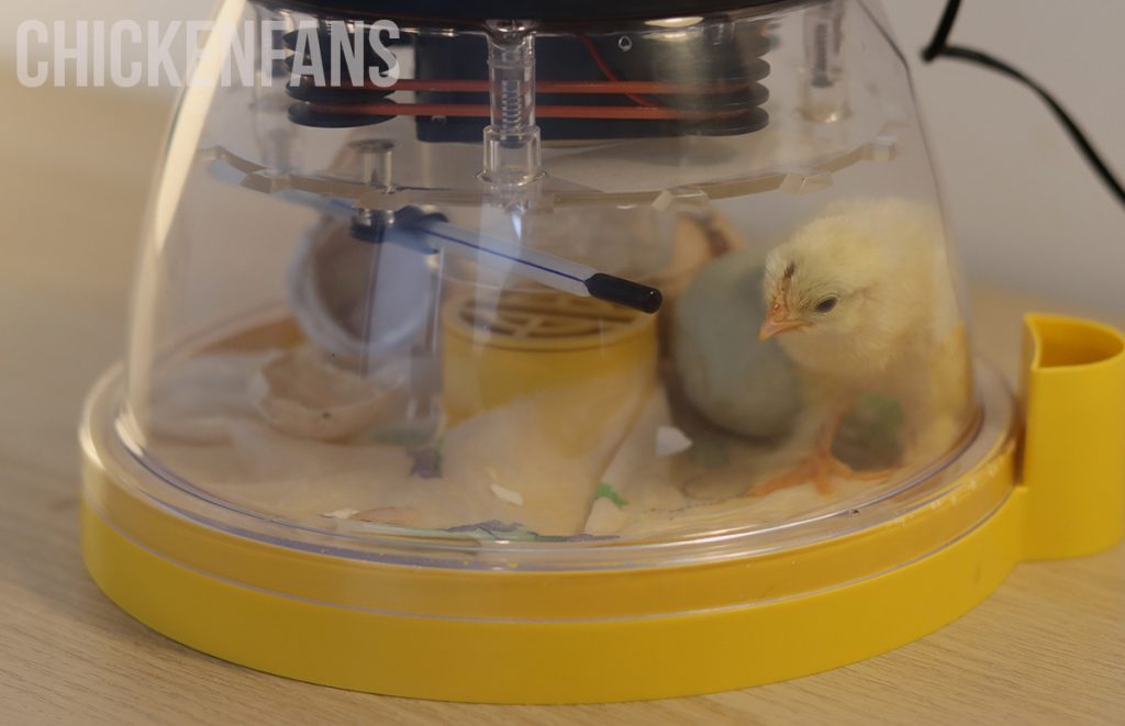 a newborn chick inside the brinsea incubator