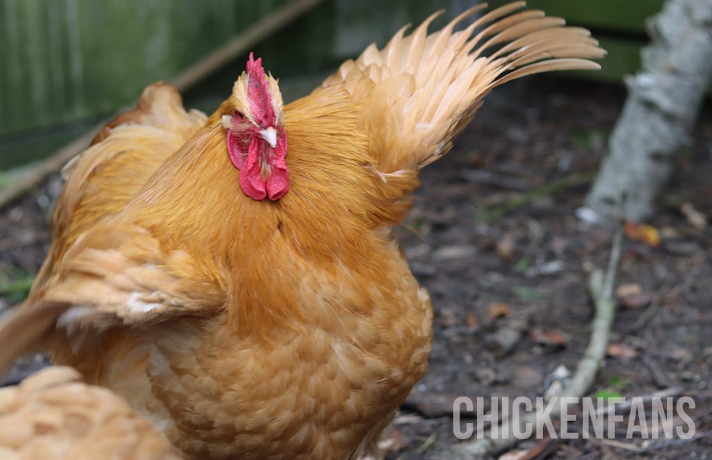 an orpington rooster spreading his wings