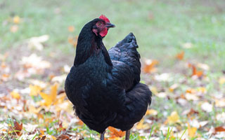 Australorp