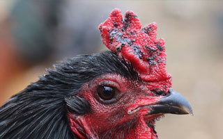 Black spots on comb