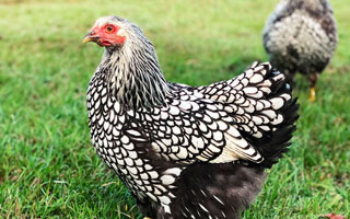 Silver Laced Wyandotte