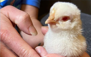 albino chicken