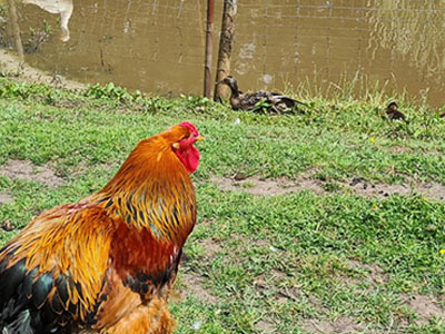 Chicken next to lake with algae