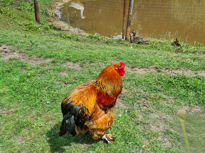 Algae Poisoning