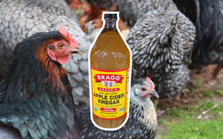 Apple cider vinegar