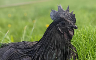 Ayam Cemani