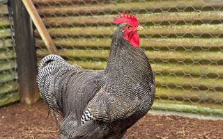 Barred Plymouth Rock