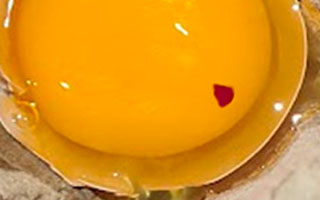 Blood in the yolk