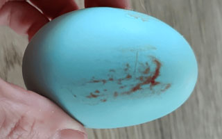 Blood on eggshell