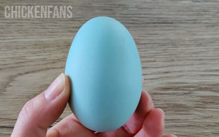 Girl holding blue egg
