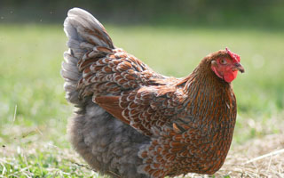 Blue Laced Red Wyandotte