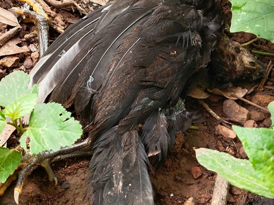Chicken with botulism laying on the ground