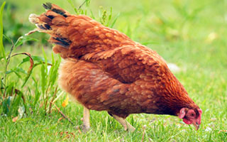 brown cinnamon queen chicken