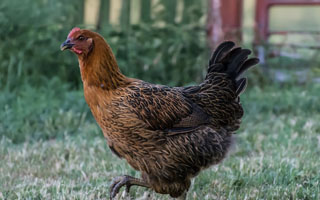 Brown Leghorn