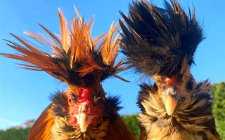 chickens with afro