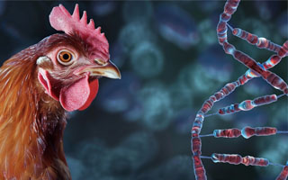 Chicken Genetics