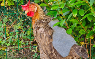Chicken Saddle