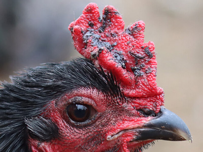 Dry Fowl Pox