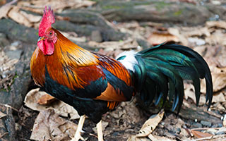 Dutch Bantam