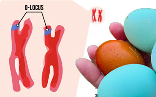 Egg color genetics