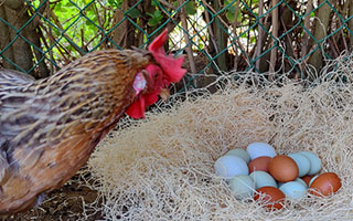 egg laying chickens
