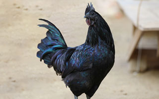 black kadaknath chicken