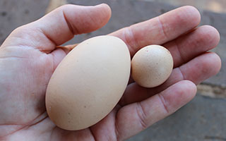 Fairy egg