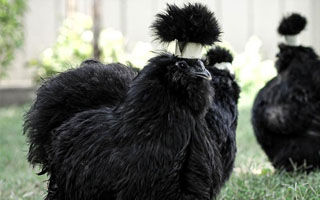 fancy chickens