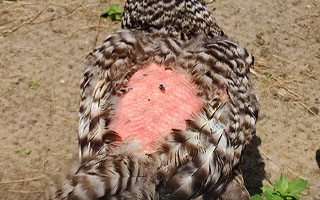 Feather loss