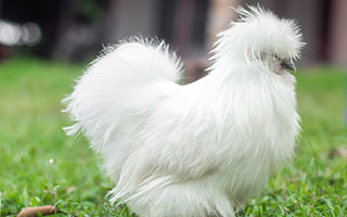 extremely fluffy chicken