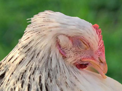 Ill sick with Fowl Cholera
