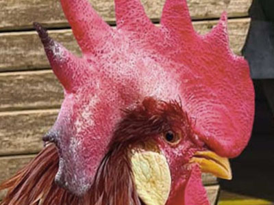 chicken with frostbite
