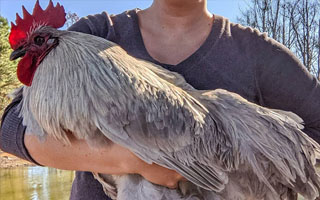 Man with giant chicken