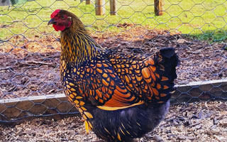 Golden Laced Wyandotte