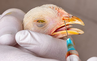Infectious Bronchitis