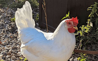 White Leghorn