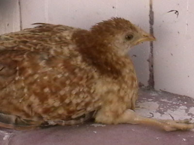 Marek's Disease in Chickens