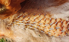new feathers growing on a chicken that is molting
