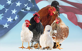Most popular chickens in the USA